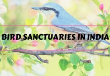 Bird Sanctuaries in India bird sanctuaries